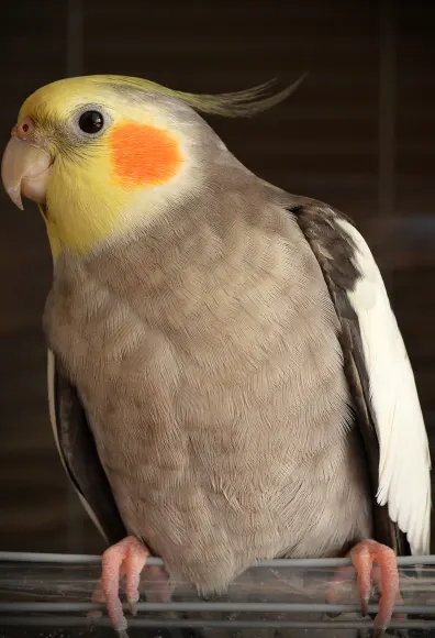 Bird sitting on a perch inside